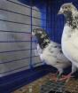 Кормление голубей, участвующих в полетах Голубеводы высоколетных голубей