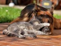 Различия кошки и собаки в физиологии