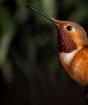 Самая маленькая птица на земле Колибри самая маленькая птичка на земле