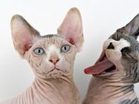 Описание породы кошек без шерсти