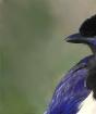 Лесная птица сойка: фото и описание, особенности поведения