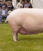 Крупные породы свиней, подробное описание с фото Какие есть породы свиней