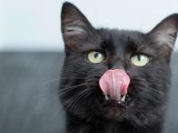 Почему многие коты балдеют от оливок так же, как от валерьянки?