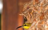 Гнездование и забота о потомстве у птиц