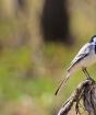 Белая трясогузка: интересная жизнь птиц