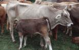 Описание экстерьера и характеристики продуктивности швицкой породы коров
